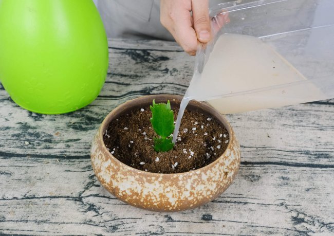 Green Ivy Crab Claw Orchid Ngôn ngữ hoa ẩn, Phong thủy Bí ẩn tại nhà Cây xanh (2)