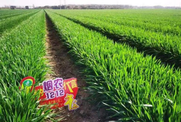 Giới thiệu về 1212 giống lúa mì của nông dân thuốc lá giới thiệu về loại lúa mì 1212 Nông dân thuốc lá