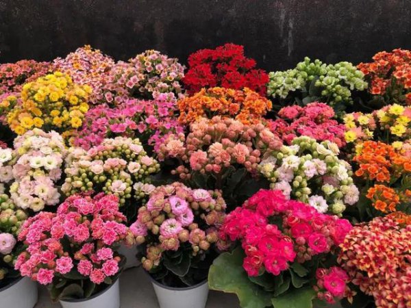 Những loại hoa trông đẹp và có ý nghĩa tốt? Hãy nhìn vào mười bông hoa hàng đầu với ý nghĩa tốt
