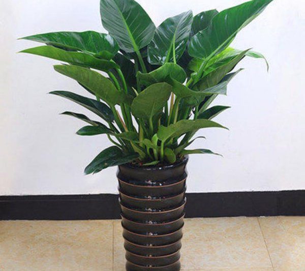 Tại sao kim cương vàng có thể hỗ trợ gia đình bạn? Những điều cần lưu ý khi nâng kim cương vàng