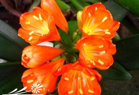 Thủ thuật kỳ lạ để trồng hoa: tám [cổ vũ cho Clivia – say rượu và quảng bá hoa]