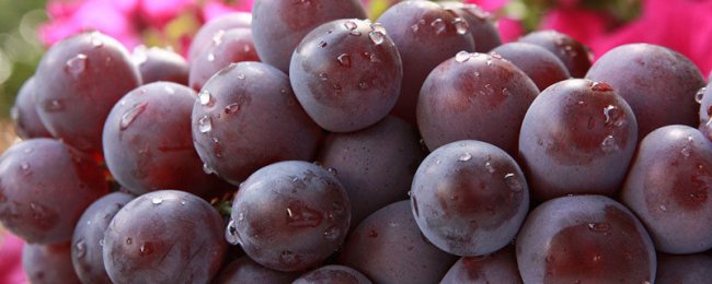 Phân tích mùa chín của giống nho và thời gian thu hoạch