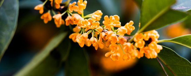 So sánh chiều dài của thời kỳ ra hoa Osmanthus và phân tích duy trì các giống Osmanthus