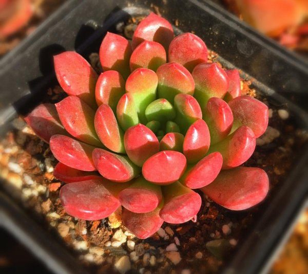 Làm thế nào để nuôi những viên hồng ngọc mọng nước? Làm thế nào để duy trì những viên hồng ngọc mọng nước