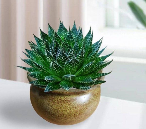 Aloe Vera Feng Shuis Taboos The Feng Shuis Taboos của Aloe Vera