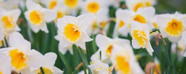 Phân loại màu Daffodil Giải thích chi tiết về các đặc điểm của các giống Daffodil