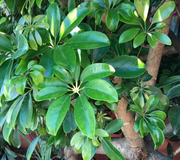 Tại sao không nên trồng gỗ chân vịt ở nhà? Tại sao nó không phù hợp để trồng gỗ chân vịt trong môi trường gia đình?