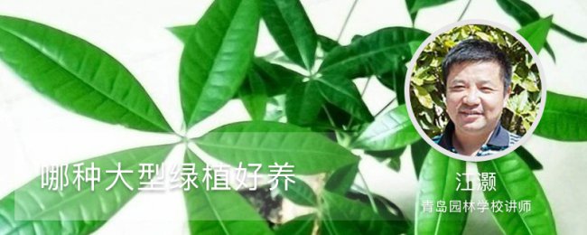 Những cây xanh lớn nào dễ nuôi? Các giống bảo trì trong nhà và ngoài trời được đề xuất