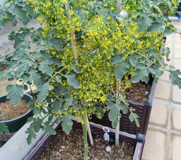 Thời gian nở hoa cà chua khi nào hoa cà chua nở hoa Ngôn ngữ hoa là gì?