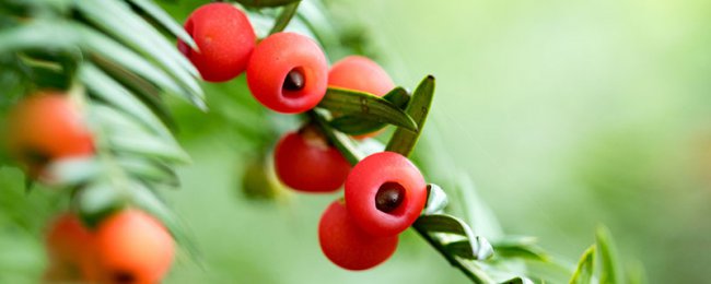 Phân tích bảo trì phòng ngủ yew về những lợi thế của việc thanh lọc không khí thủy tùng