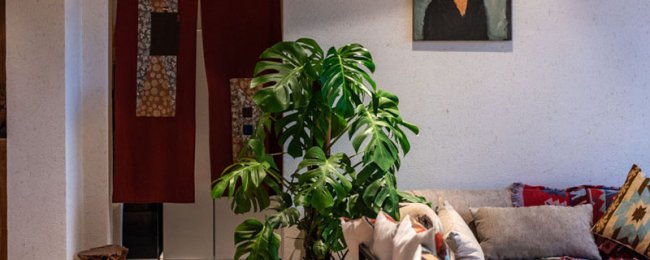 Hiệu ứng loại bỏ formaldehyd của Monstera, nguyên tắc tinh chế thực vật xanh và các điểm bảo trì