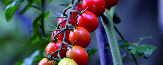 Làm thế nào để trồng cà chua anh đào trong chậu? Một phân tích đầy đủ về các kỹ thuật của cà chua cherry chậu