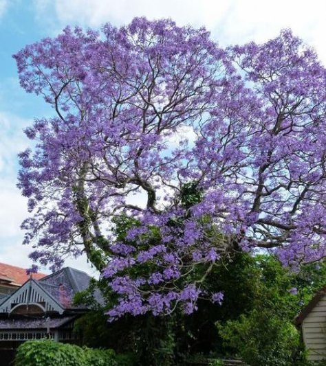 Ý nghĩa và biểu tượng của Jacaranda ý nghĩa phong thủy của cây Jacaranda