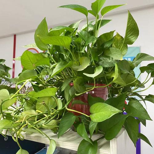 Ý nghĩa biểu tượng và lợi ích của ngôn ngữ hoa của cây thường xuân xanh ngôn ngữ hoa và lợi ích của cây thường xuân xanh