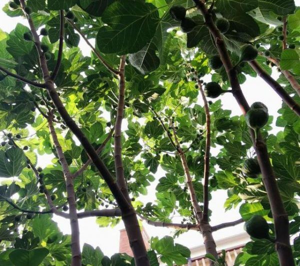 Cây vả có thể được trồng trước cửa không? Cây vả có phù hợp để trồng trước cửa không?