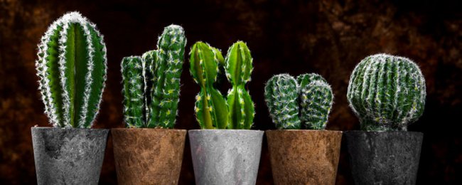 Làm thế nào để nuôi xương rồng? Hướng dẫn bảo trì xương rồng mới của Newbie