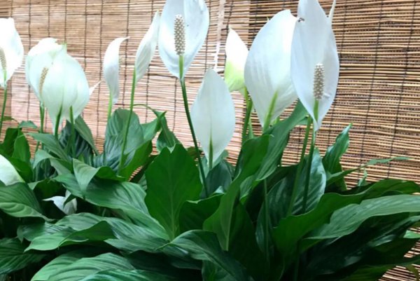 Ngôn ngữ hoa chèo thuyền mượt mà là gì? Ý nghĩa của việc đi thuyền mượt là gì