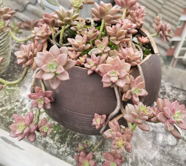 Có dễ dàng để nâng cao các loài mọng nước của Ji Longue không? Có dễ dàng để nâng cao các loài mọng nước của Ji Longue không?