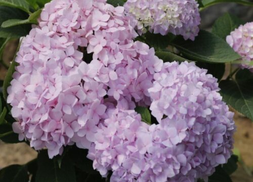 Hoa đại diện cho giới quý tộc. Những bông hoa đại diện cho giới quý tộc