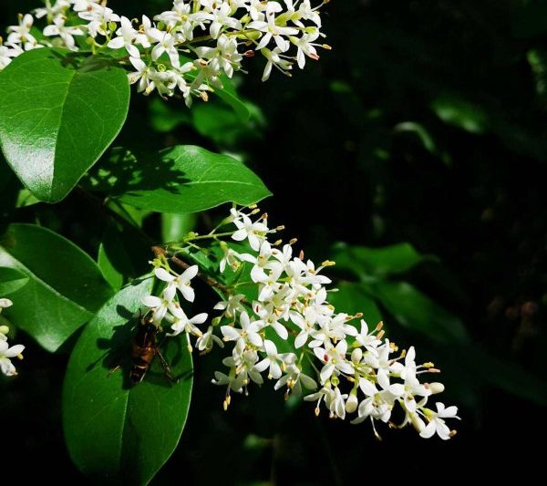 Hoa Ligustrum có mật ong không? Hoa Ligustrum có mật ong thuộc về nhà máy nguồn gốc mật ong