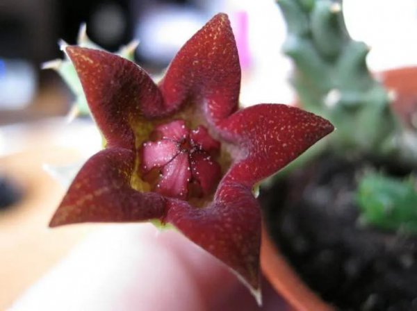 Những cây nào có trong gia đình củ cải? Giải thích chi tiết về các loài mọng nước của gia đình củ cải