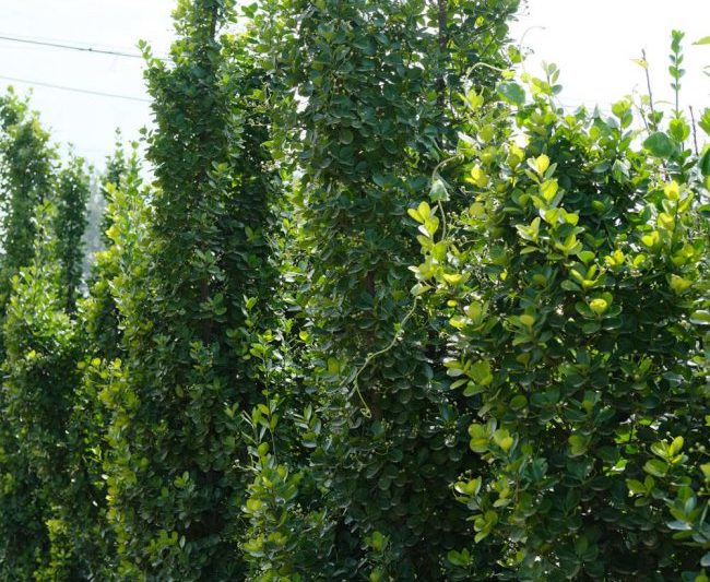 Biết tất cả về kỹ năng bảo trì gỗ hoàng dương (2)