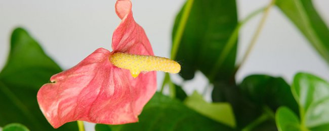 Anthony Palm Thủy lực thủy canh Anthony Palm Pulthing và các kỹ thuật bảo vệ