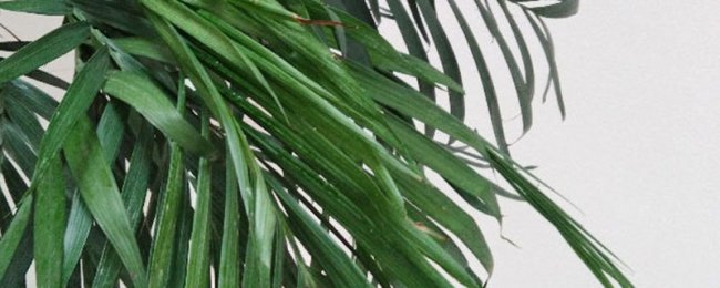 Hướng dẫn đặt phòng ngủ của Sanwei Kui. Phân tích bảo trì phong thủy của Sanwei Kui