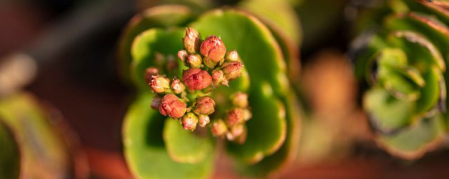 Tuổi thọ hoa Hoa kỹ thuật tăng trưởng để duy trì hoa tuổi thọ