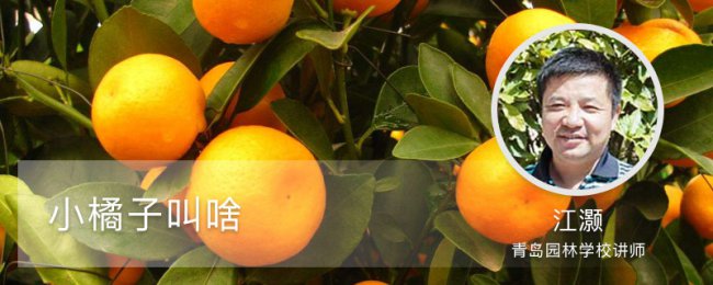 Các giống cam nhỏ là gì? Cách phân biệt lựa chọn và mua cam ngọt