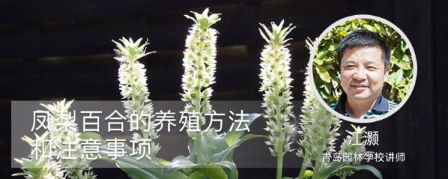 Dứa Lily nhân giống dứa điều chỉnh môi trường và các điểm bảo trì