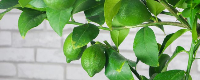 Chân chanh ở miền bắc Trung Quốc rất khó nuôi. Làm chủ những điểm này để thu hoạch trái cây dễ dàng