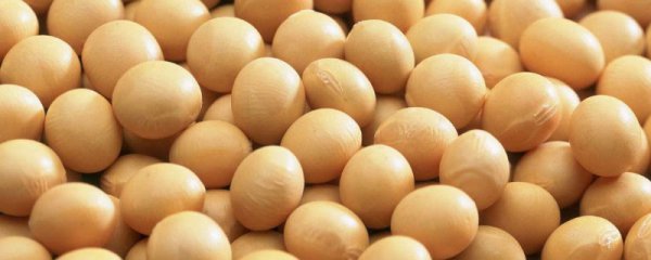 Sự khác biệt giữa đậu nành và đậu nành là gì? Sự khác biệt giữa đậu nành và đậu nành là gì?