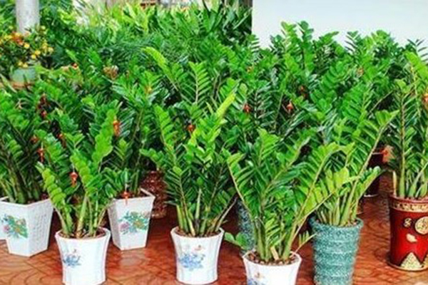 4 loại cắt thực vật và kỹ thuật nhân giống: Cắt lá thành cây trong chậu trong 30 ngày