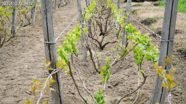 Phương pháp quản lý hiệu quả cho cây giống nho sau khi trồng. Kỹ năng quản lý để cải thiện hiệu quả tăng trưởng của cây giống nho