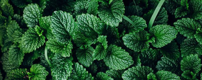 Những điều cấm kỵ khi đặt bạc hà là gì? Phong thủy Mint, Phân tích đầy đủ về định hướng và điều cấm kỵ