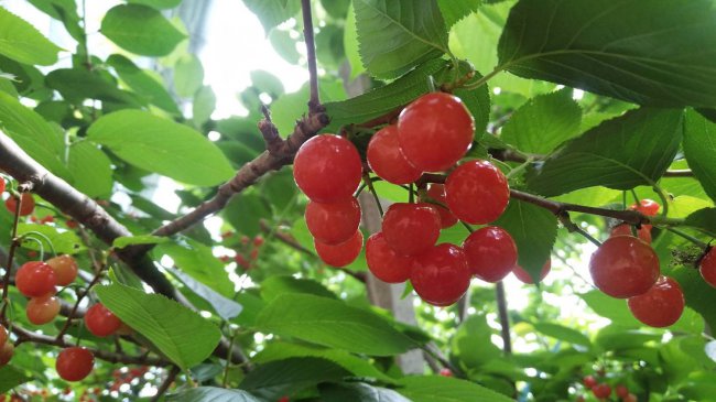 Làm thế nào để chọn cây anh đào lùn? So sánh các đặc điểm của bốn giống chất lượng cao (2)