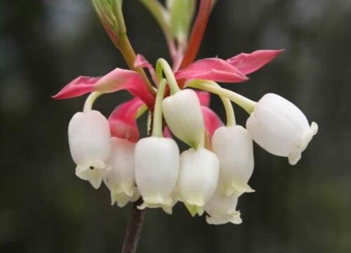 Khi nào hoa Bell sẽ nở?