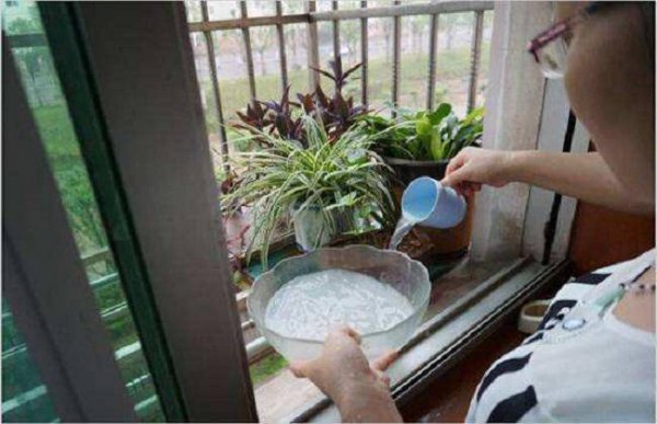 Hoa thuốc truyền thống Trung Quốc có thể hoa không? Y học truyền thống Trung Quốc có thể được sử dụng để tưới hoa không?