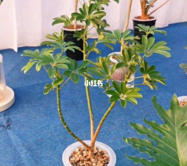 Bạn có phải tưới nước cho cây cọ vịt triệt để không? Tôi nên làm gì khi tưới gỗ vịt?