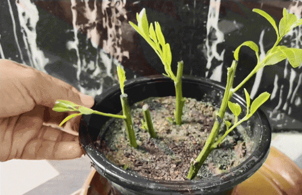 Cách nhanh nhất để rễ cây cắt cây. Cách nhanh nhất để rễ cây cắt cây.