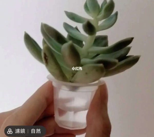 Mất bao lâu để lấy một lưu vực với tuyết nhẹ? Làm thế nào để lấy một lưu vực với tuyết nhẹ một cách nhanh chóng và làm thế nào để lấy một lưu vực trong thời kỳ lưu vực