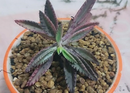 Hiệu ứng phong thủy trong việc root và root những điều cấm kỵ trong phong thủy để root và root