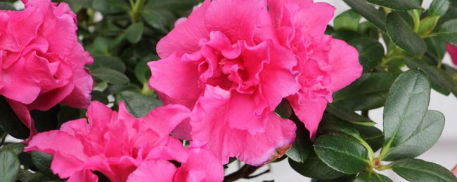 Giải thích ngôn ngữ của Azalea, ý nghĩa và ý nghĩa tượng trưng của Azalea