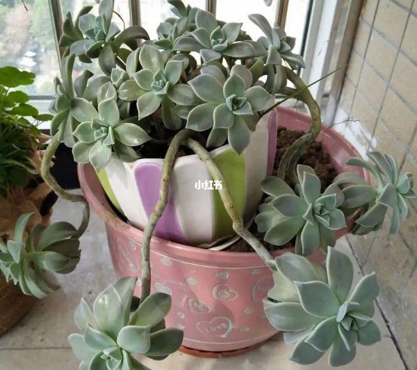 Phải làm gì nếu cực mọng quá dài? Làm thế nào để đối phó với sự phát triển của thực vật mọng nước