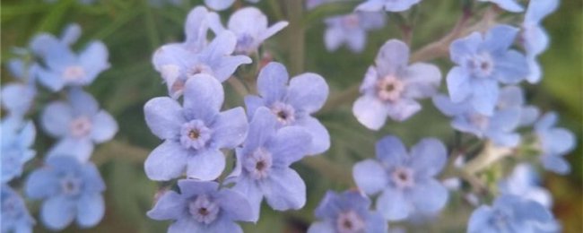 Ý nghĩa sâu sắc của ngôn ngữ hoa quên tôi là gì? Phân tích biểu tượng màu của quên tôi không