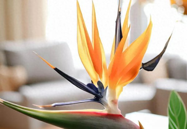 Taboo trong phòng khách cho Bird of Paradise. Những điều cần lưu ý khi đặt cây chậu con chim thiên đường trong phòng khách