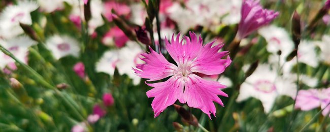 Những tác động kỳ diệu của Dianthus là gì? Một phân tích đầy đủ về các tác động sức khỏe của dianthus