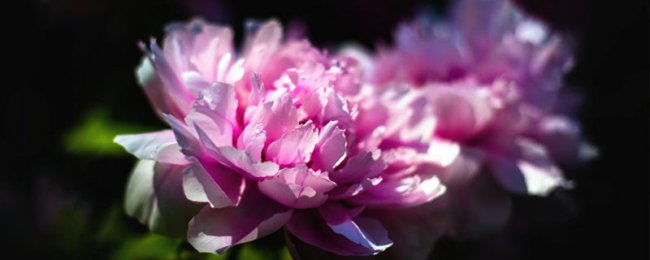 Phân tích ý nghĩa của hoa mẫu đơn, ý nghĩa tượng trưng và ý nghĩa văn hóa của hoa mẫu đơn