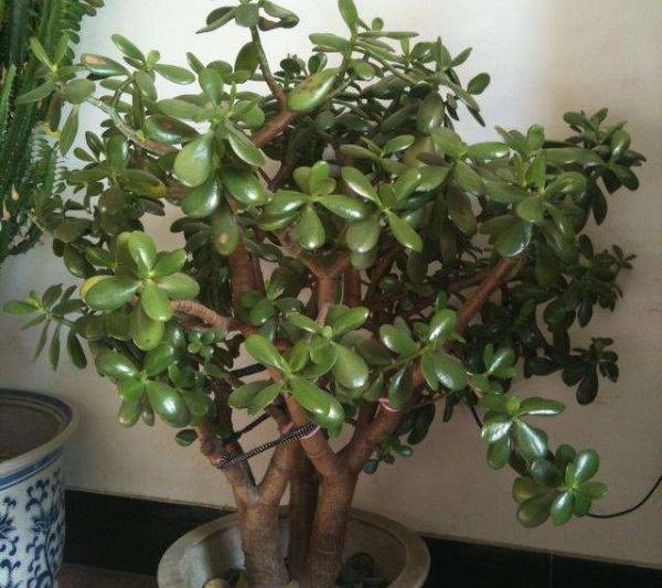 Nước yushu có thể sunfat không? Các biện pháp phòng ngừa cho việc sử dụng sunfat màu trong yushu